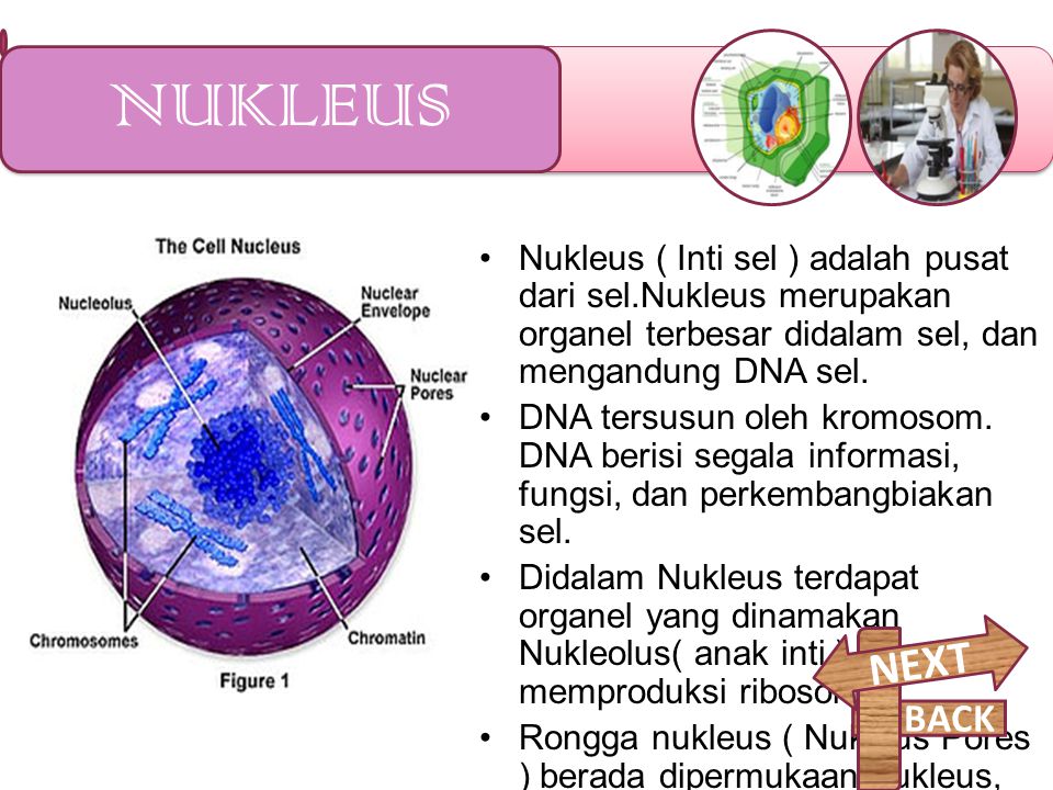 NUKLEUS Nukleus ( Inti sel ) adalah pusat dari sel.Nukleus merupakan organel terbesar didalam sel, dan mengandung DNA sel.