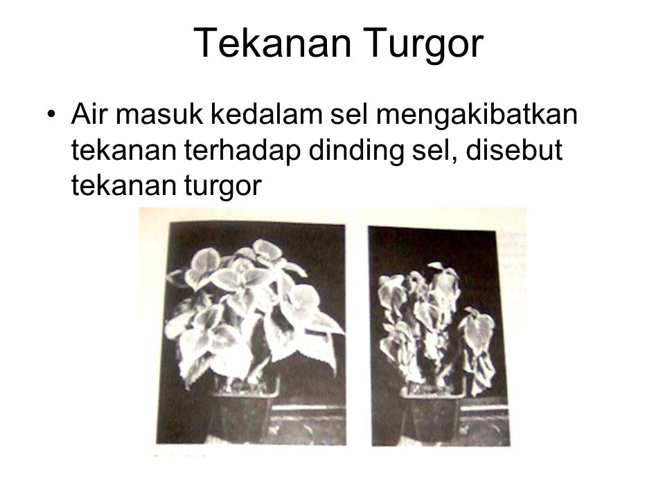 Tekanan Turgor Air masuk kedalam sel mengakibatkan tekanan terhadap dinding sel, disebut tekanan turgor.