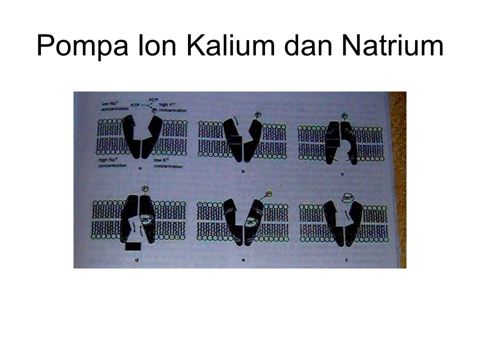 Pompa Ion Kalium dan Natrium