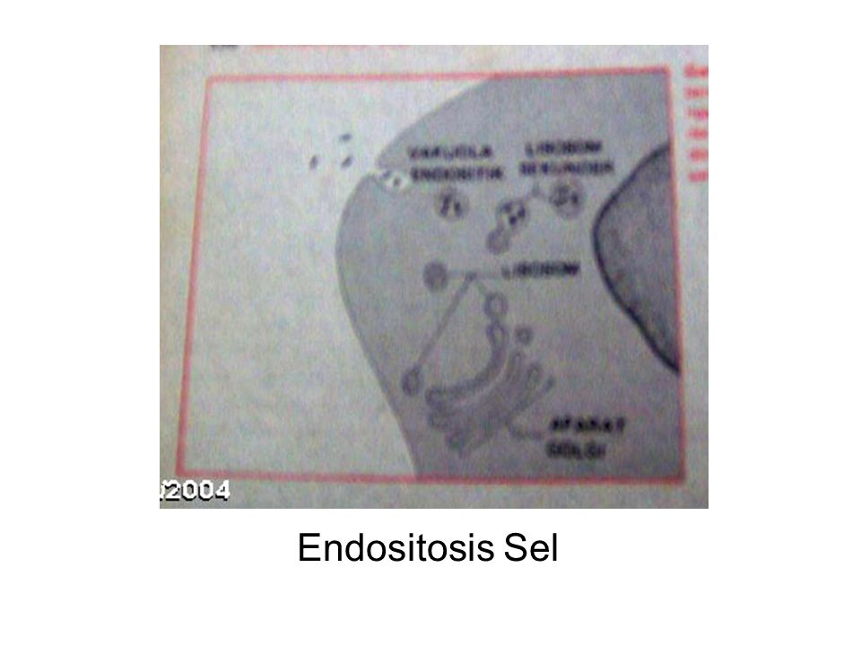 Endositosis Sel