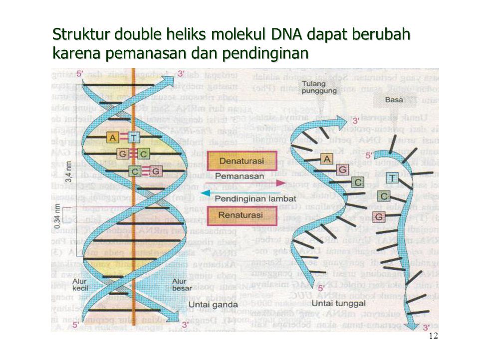 Struktur double heliks molekul DNA dapat berubah karena pemanasan dan pendinginan