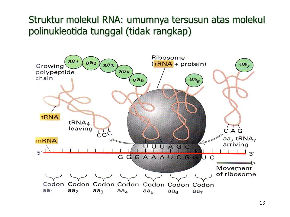 Struktur molekul RNA: umumnya tersusun atas molekul polinukleotida tunggal (tidak rangkap)