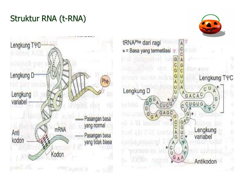Struktur RNA (t-RNA)