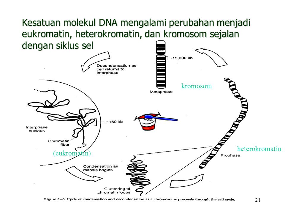 Kesatuan molekul DNA mengalami perubahan menjadi eukromatin, heterokromatin, dan kromosom sejalan dengan siklus sel