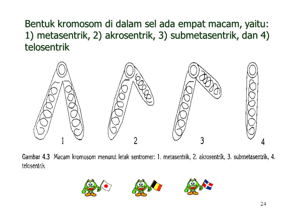 Bentuk kromosom di dalam sel ada empat macam, yaitu: 1) metasentrik, 2) akrosentrik, 3) submetasentrik, dan 4) telosentrik