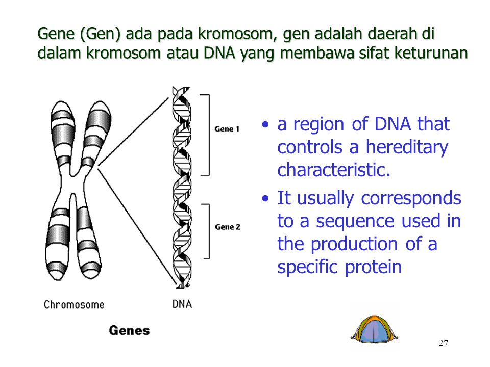 a region of DNA that controls a hereditary characteristic.