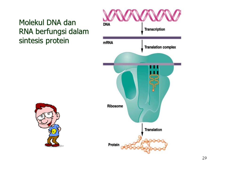 Molekul DNA dan RNA berfungsi dalam sintesis protein