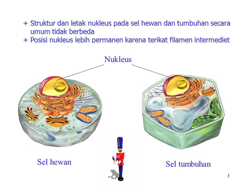 Nukleus Sel hewan Sel tumbuhan