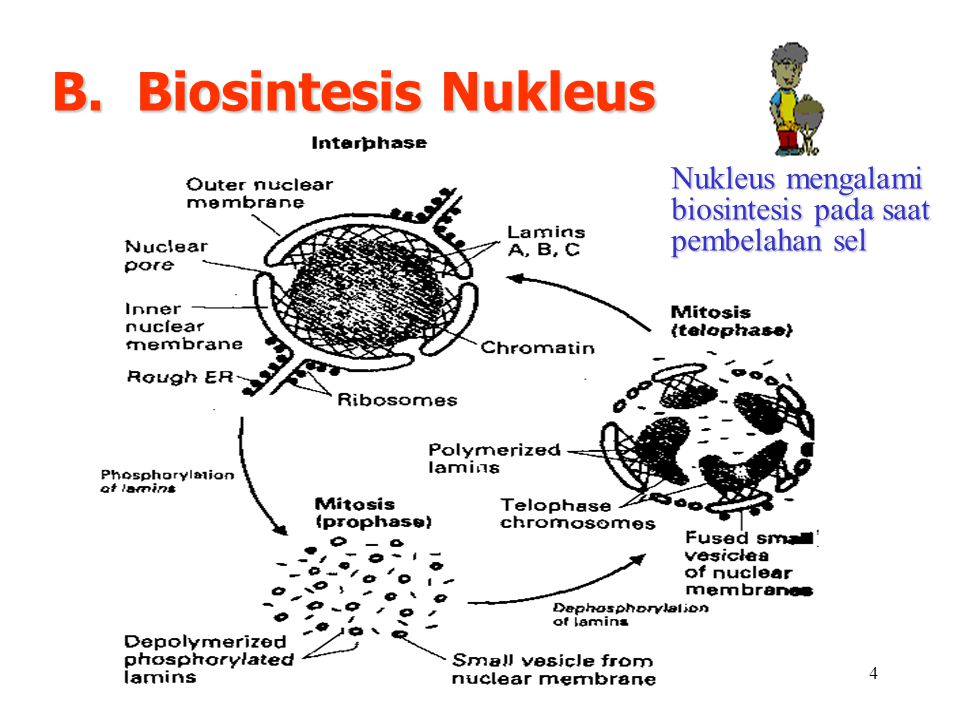 B. Biosintesis Nukleus Nukleus mengalami biosintesis pada saat pembelahan sel