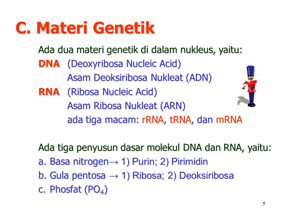 C. Materi Genetik Ada dua materi genetik di dalam nukleus, yaitu: