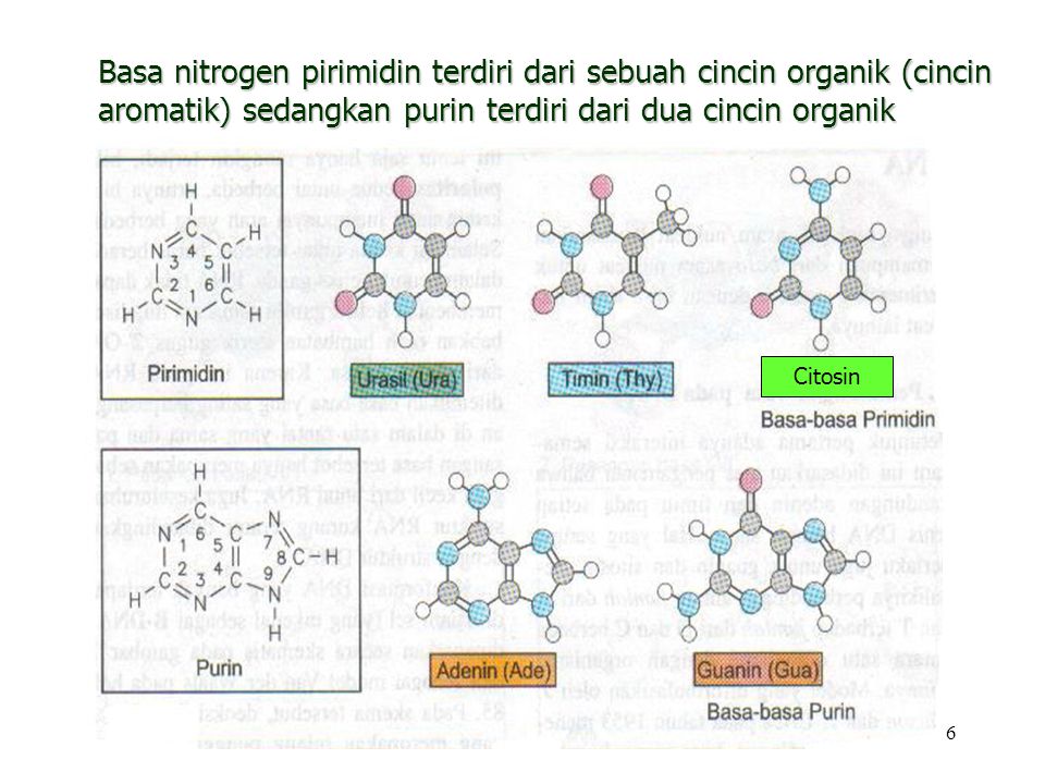 Basa nitrogen pirimidin terdiri dari sebuah cincin organik (cincin aromatik) sedangkan purin terdiri dari dua cincin organik