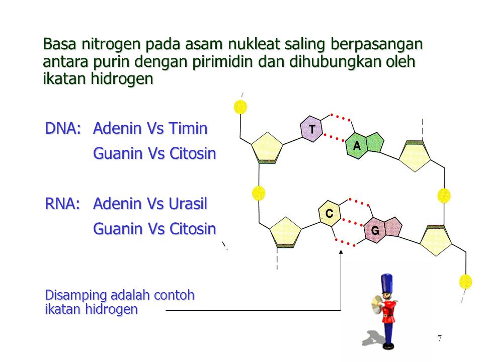Basa nitrogen pada asam nukleat saling berpasangan antara purin dengan pirimidin dan dihubungkan oleh ikatan hidrogen
