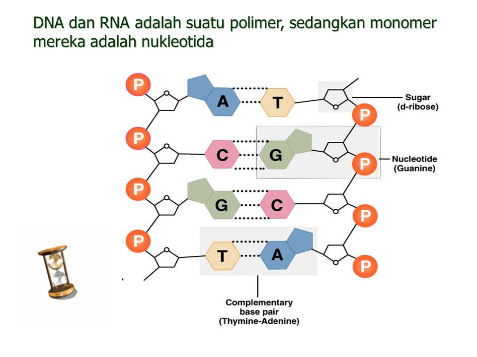 DNA dan RNA adalah suatu polimer, sedangkan monomer mereka adalah nukleotida