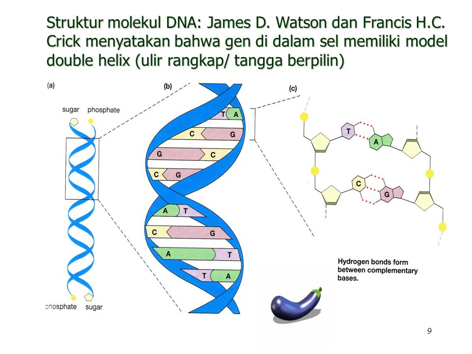Struktur molekul DNA: James D. Watson dan Francis H. C