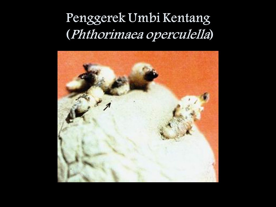 Penggerek Umbi Kentang (Phthorimaea operculella)