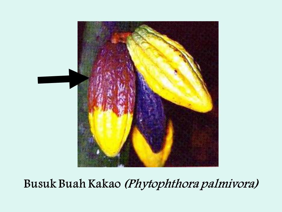 Busuk Buah Kakao (Phytophthora palmivora)