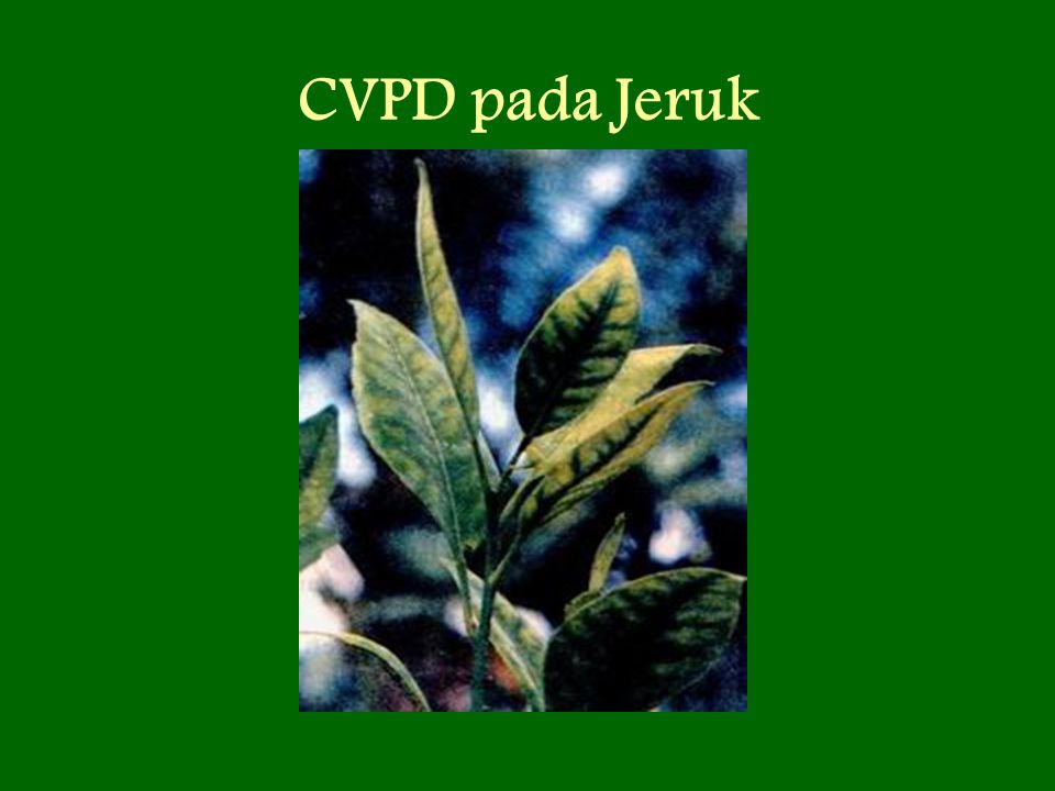CVPD pada Jeruk