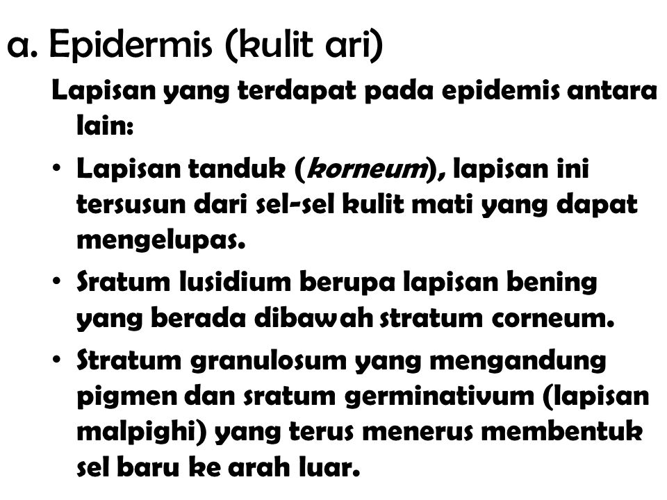 a. Epidermis (kulit ari)