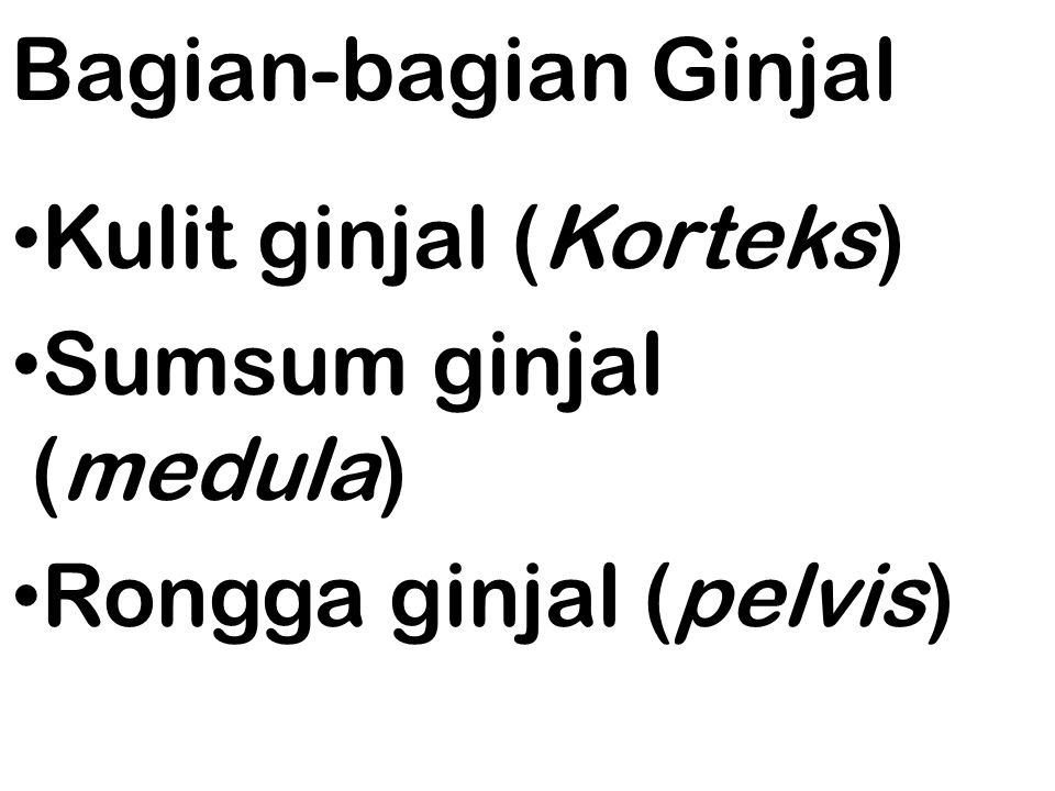 Bagian-bagian Ginjal Kulit ginjal (Korteks) Sumsum ginjal (medula) Rongga ginjal (pelvis)