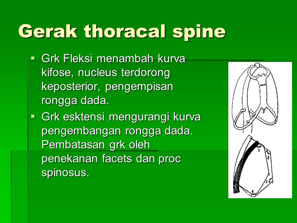Gerak thoracal spine Grk Fleksi menambah kurva kifose, nucleus terdorong keposterior, pengempisan rongga dada.