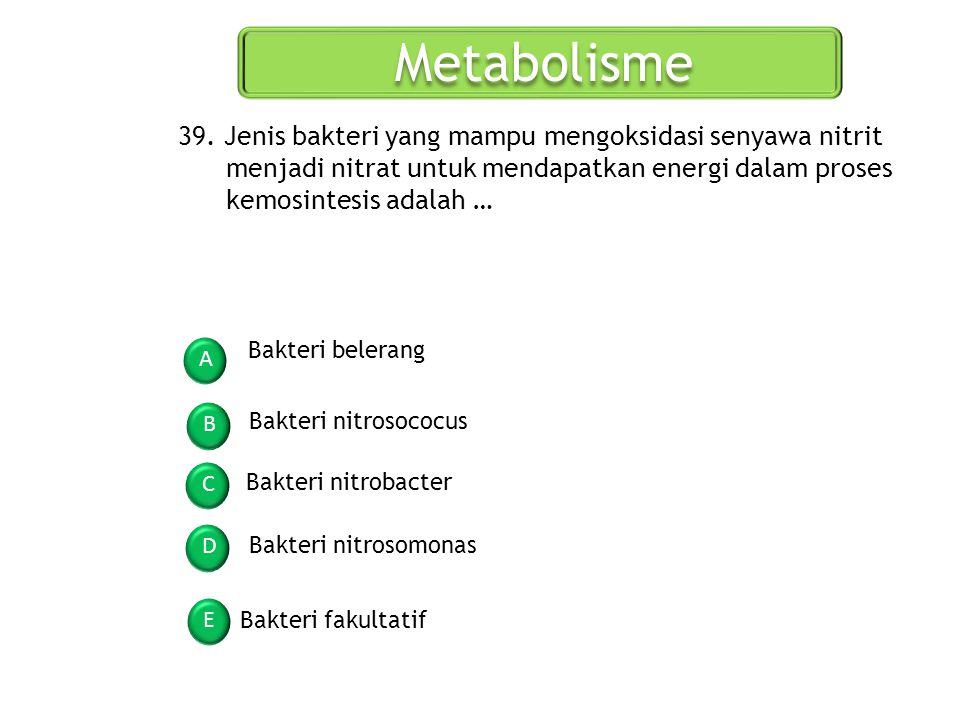 Metabolisme 39. Jenis bakteri yang mampu mengoksidasi senyawa nitrit menjadi nitrat untuk mendapatkan energi dalam proses kemosintesis adalah …