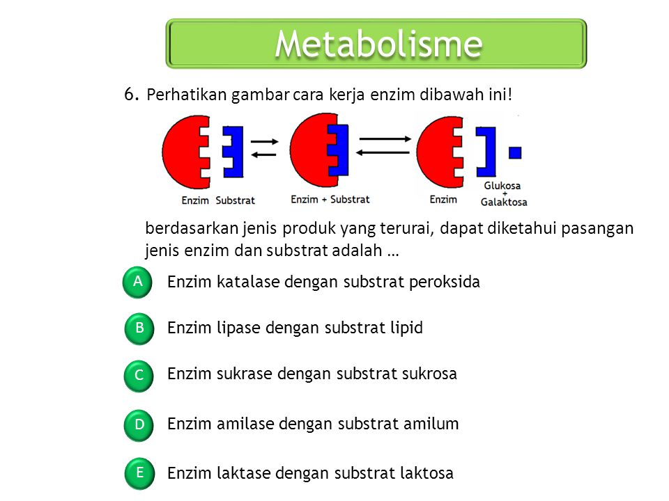 Metabolisme 6. Perhatikan gambar cara kerja enzim dibawah ini!
