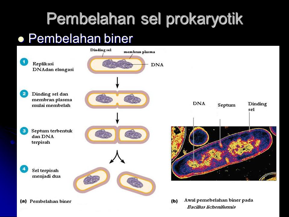 Pembelahan sel prokaryotik