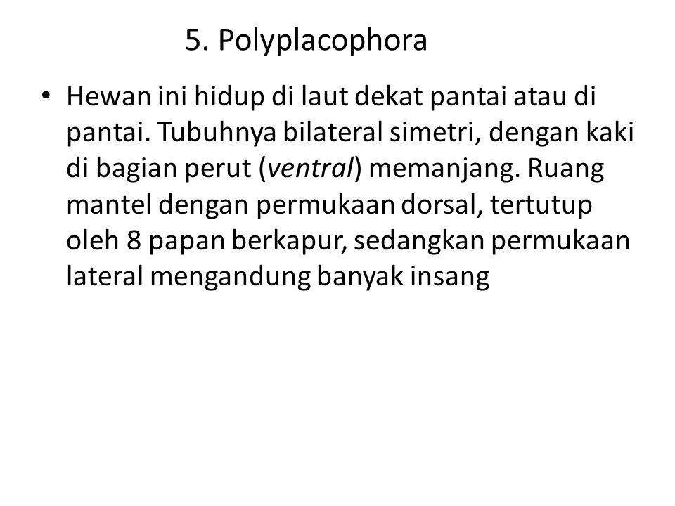 5. Polyplacophora