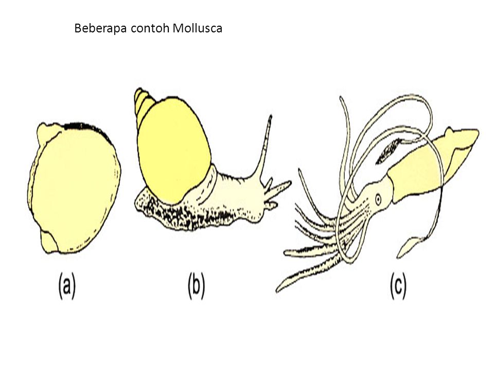 Beberapa contoh Mollusca