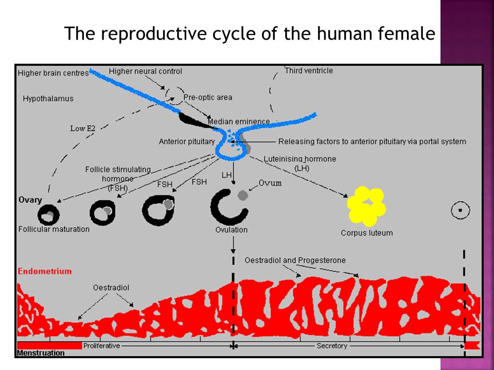 The reproductive cycle of the human female