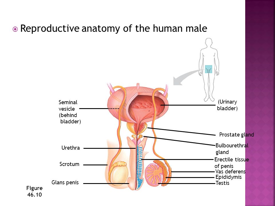 Reproductive anatomy of the human male
