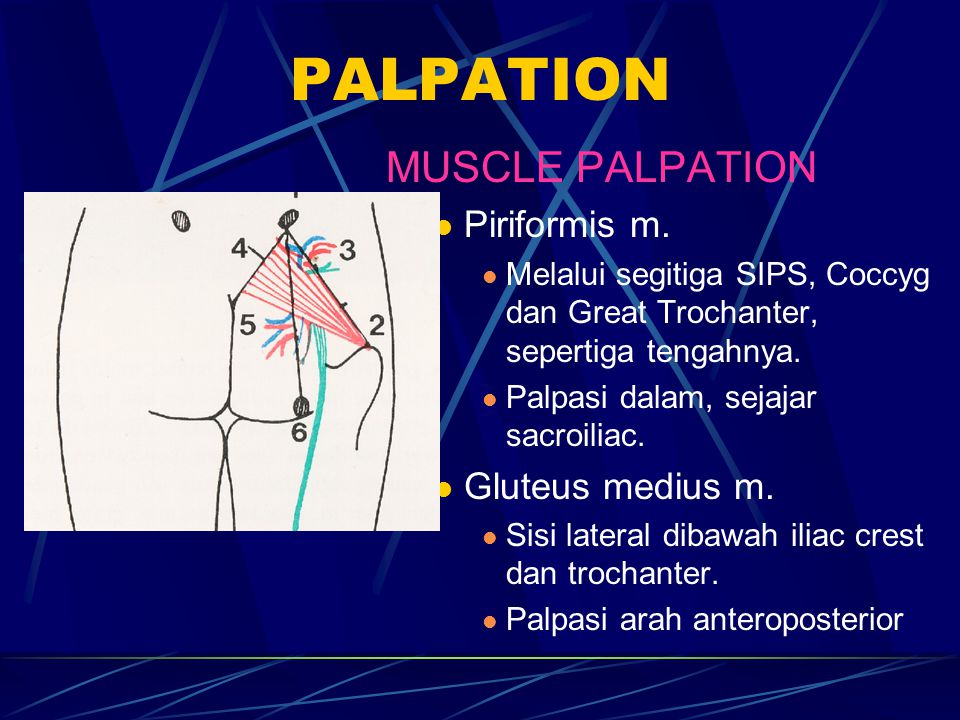 PALPATION MUSCLE PALPATION Piriformis m. Gluteus medius m.