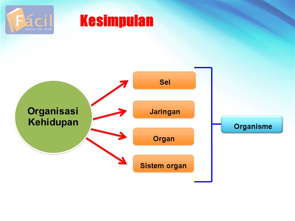 Kesimpulan Organisasi Kehidupan Sel Jaringan Organisme Organ