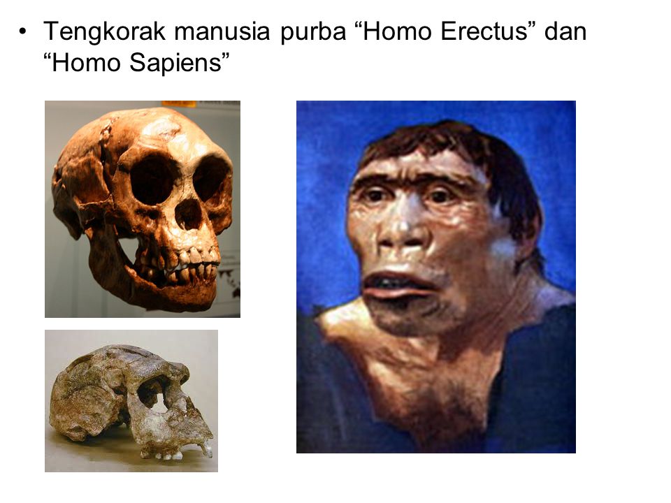 Tengkorak manusia purba Homo Erectus dan Homo Sapiens