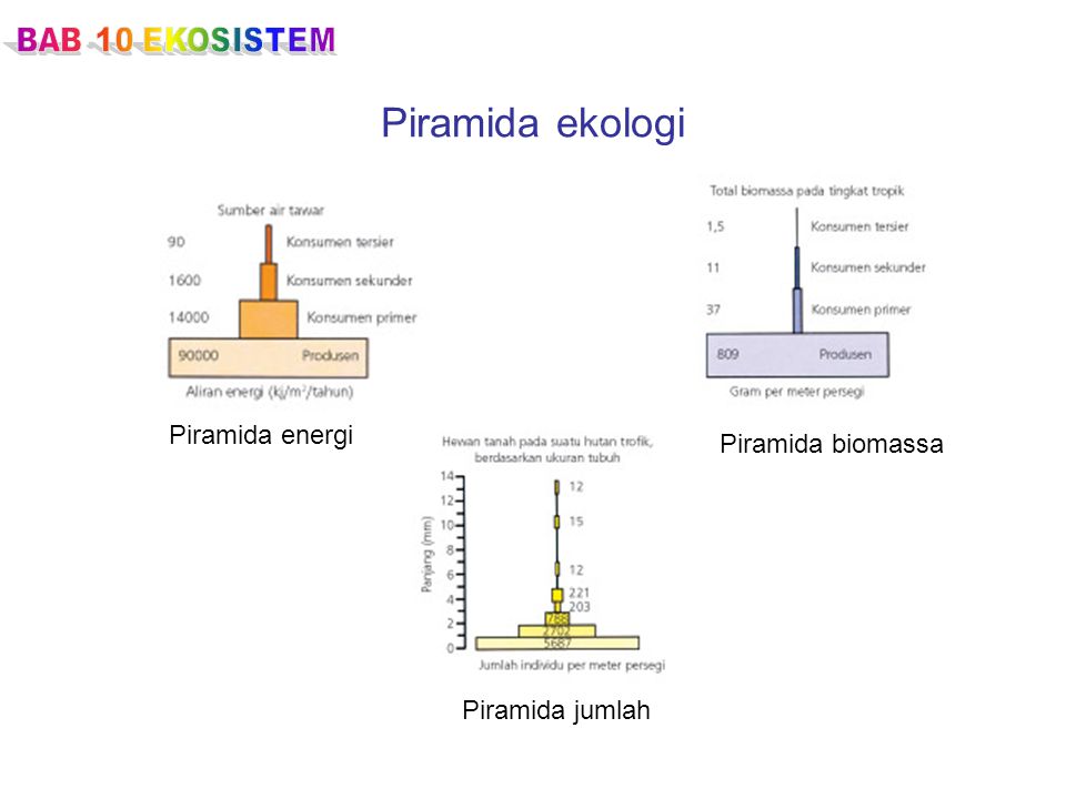 Piramida ekologi Piramida energi Piramida biomassa Piramida jumlah