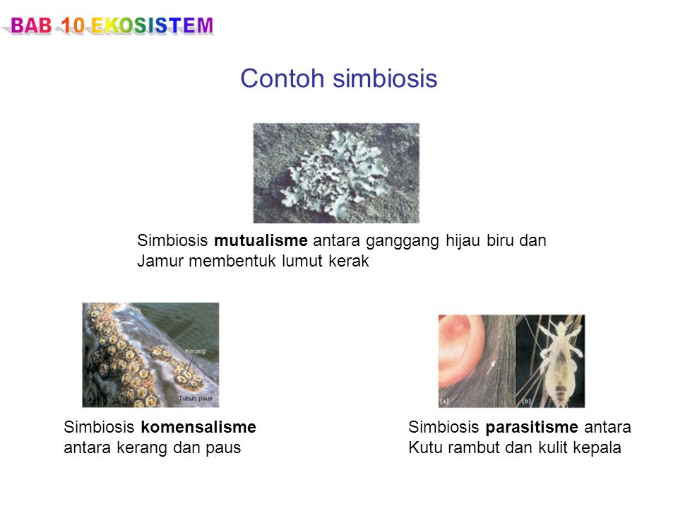 Contoh simbiosis Simbiosis mutualisme antara ganggang hijau biru dan