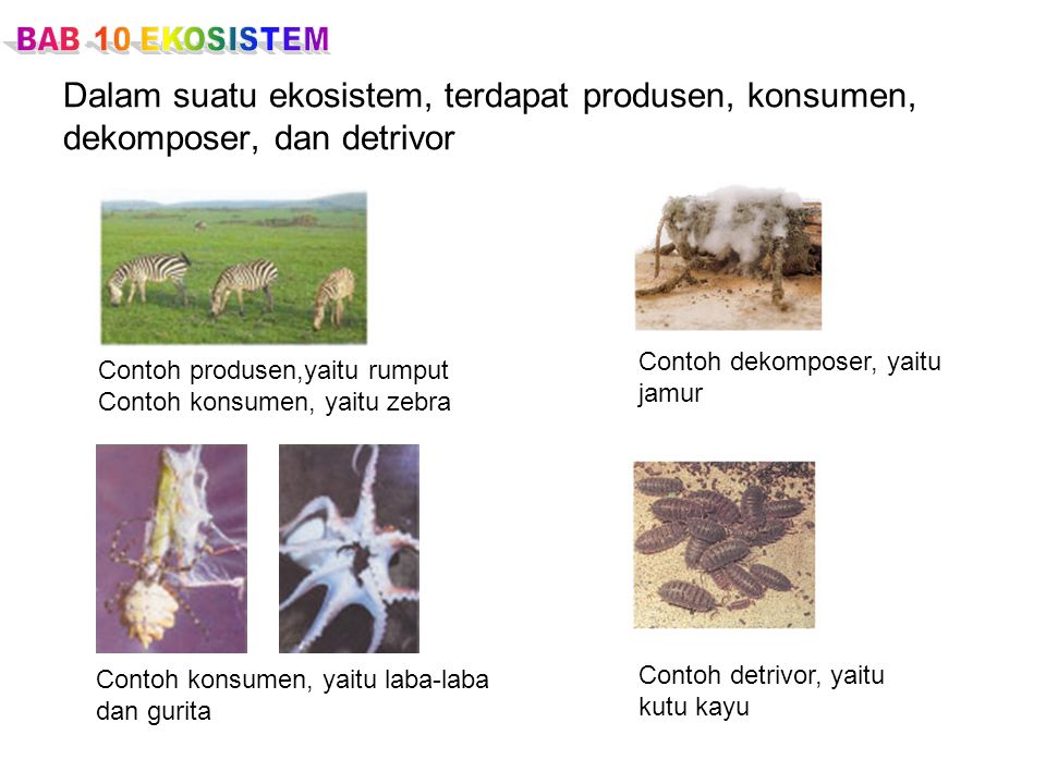 BAB 10 EKOSISTEM Dalam suatu ekosistem, terdapat produsen, konsumen, dekomposer, dan detrivor. Contoh dekomposer, yaitu.