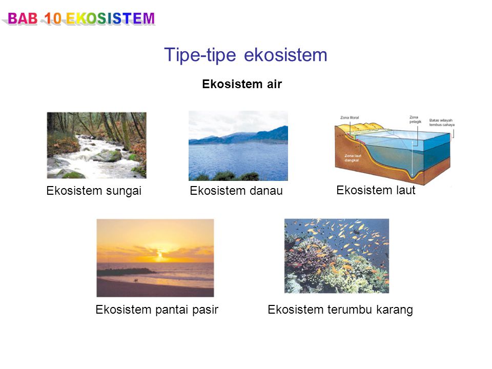Tipe-tipe ekosistem Ekosistem air Ekosistem sungai Ekosistem danau