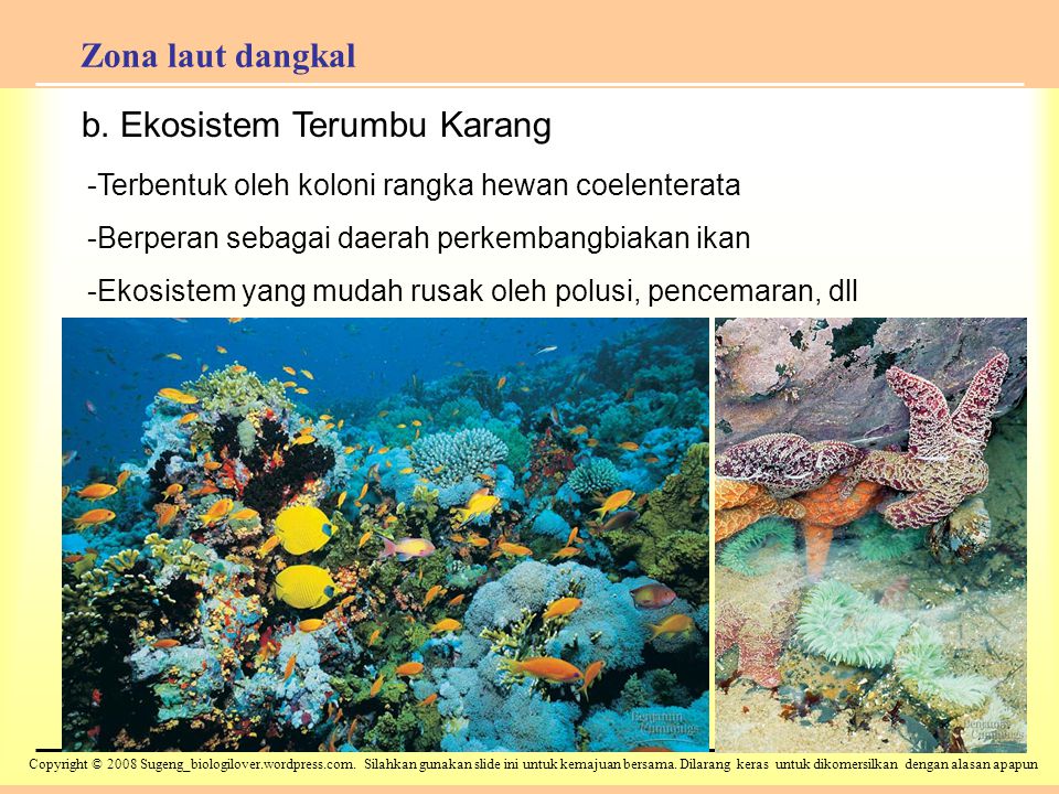 b. Ekosistem Terumbu Karang