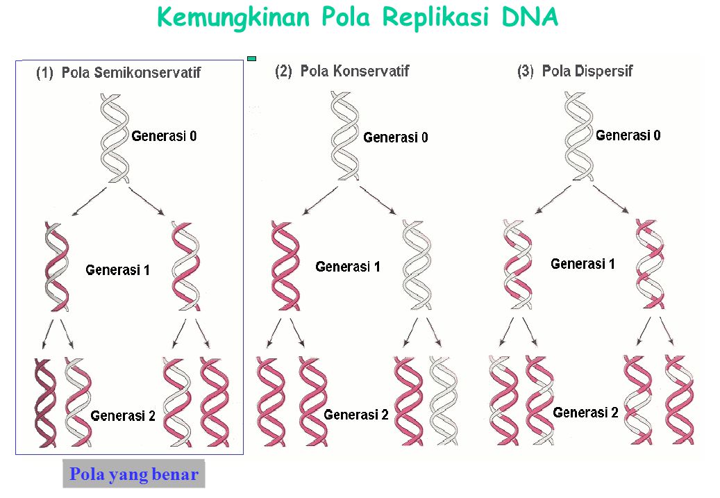 Kemungkinan Pola Replikasi DNA