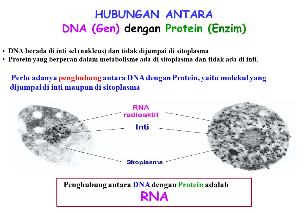 DNA (Gen) dengan Protein (Enzim)