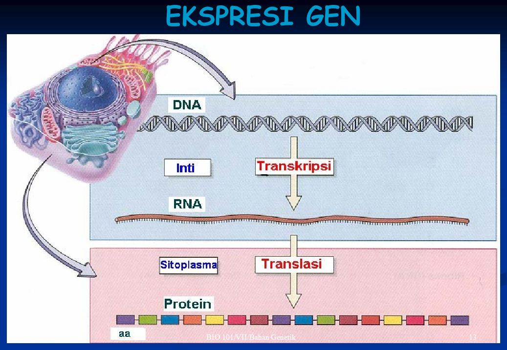 EKSPRESI GEN BIO 101/VII/Bahan Genetik 13