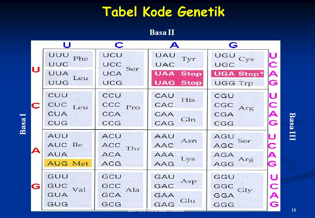 Tabel Kode Genetik Basa II Basa I Basa III BIO 101/VII/Bahan Genetik