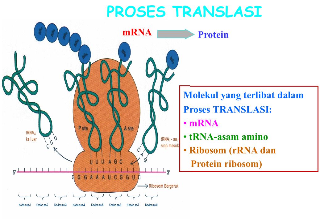 PROSES TRANSLASI mRNA Molekul yang terlibat dalam Proses TRANSLASI:
