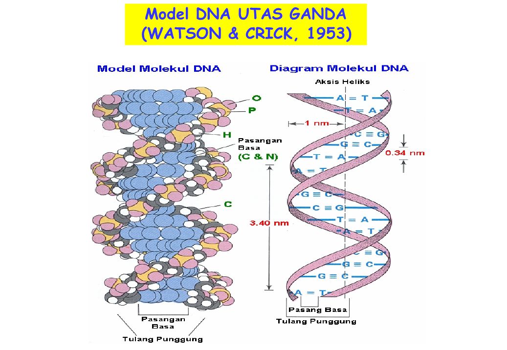 Model DNA UTAS GANDA (WATSON & CRICK, 1953)