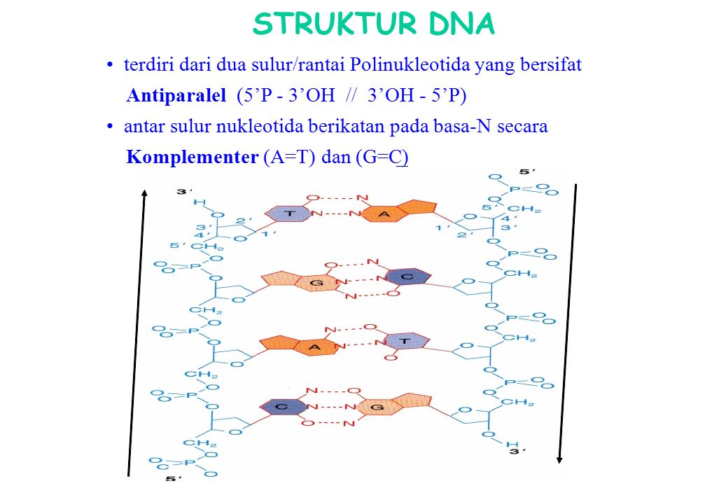 STRUKTUR DNA • terdiri dari dua sulur/rantai Polinukleotida yang bersifat. Antiparalel (5’P - 3’OH // 3’OH - 5’P)