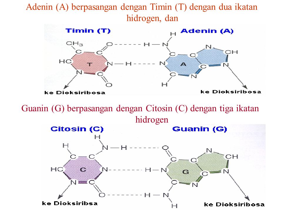 Adenin (A) berpasangan dengan Timin (T) dengan dua ikatan