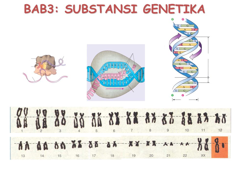 BAB3: SUBSTANSI GENETIKA