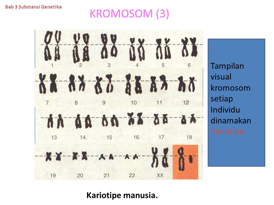 KROMOSOM (3) Tampilan visual kromosom setiap Individu dinamakan