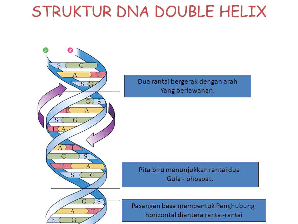 STRUKTUR DNA DOUBLE HELIX